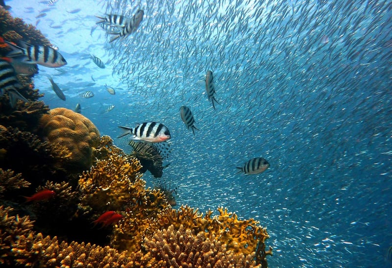 Underwater Wonderland